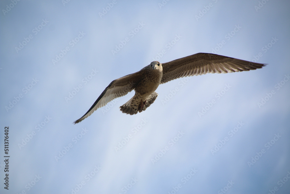 Obraz premium A Herring Gull in flight in Blackpool