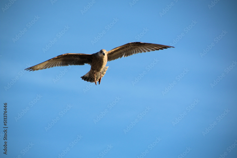 A Herring Gull in flight in Blackpool A Herring Gull in flight in Blackpool
