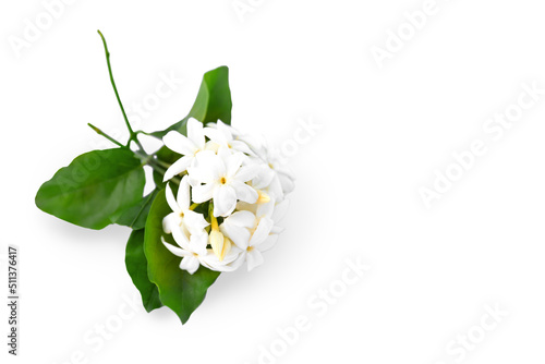 Flowering jasmine branch with flowers and leaves isolated on white background with copy space