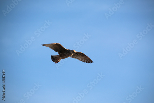 A Herring Gull in flight in Blackpool