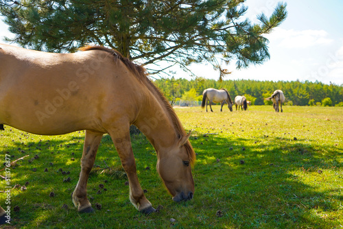 Beautiful horse on the green grass pasture