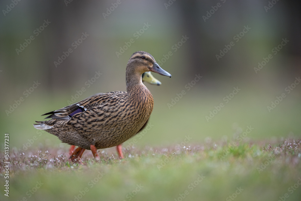 Canards Canards