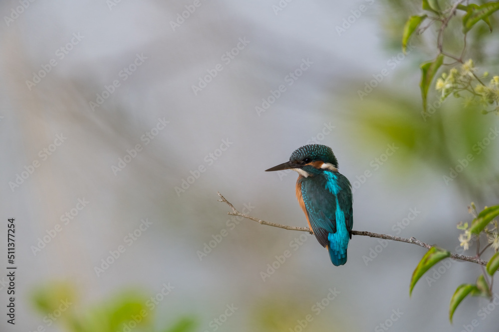 Fototapeta premium Martin Pêcheur