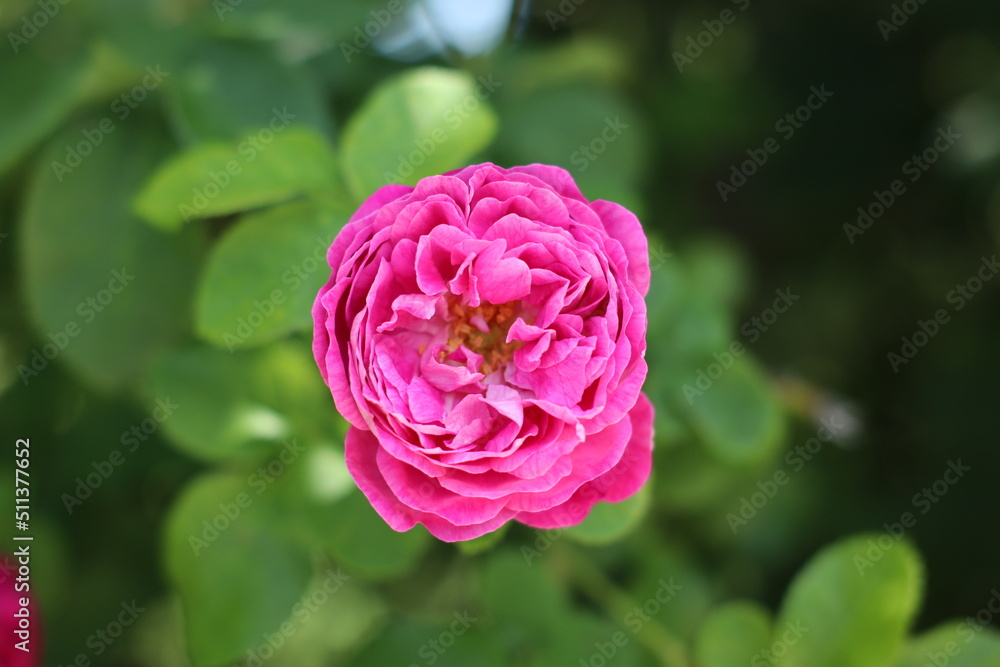 róża kwiat płatki lato rośliny różowy - obrazy, fototapety, plakaty 