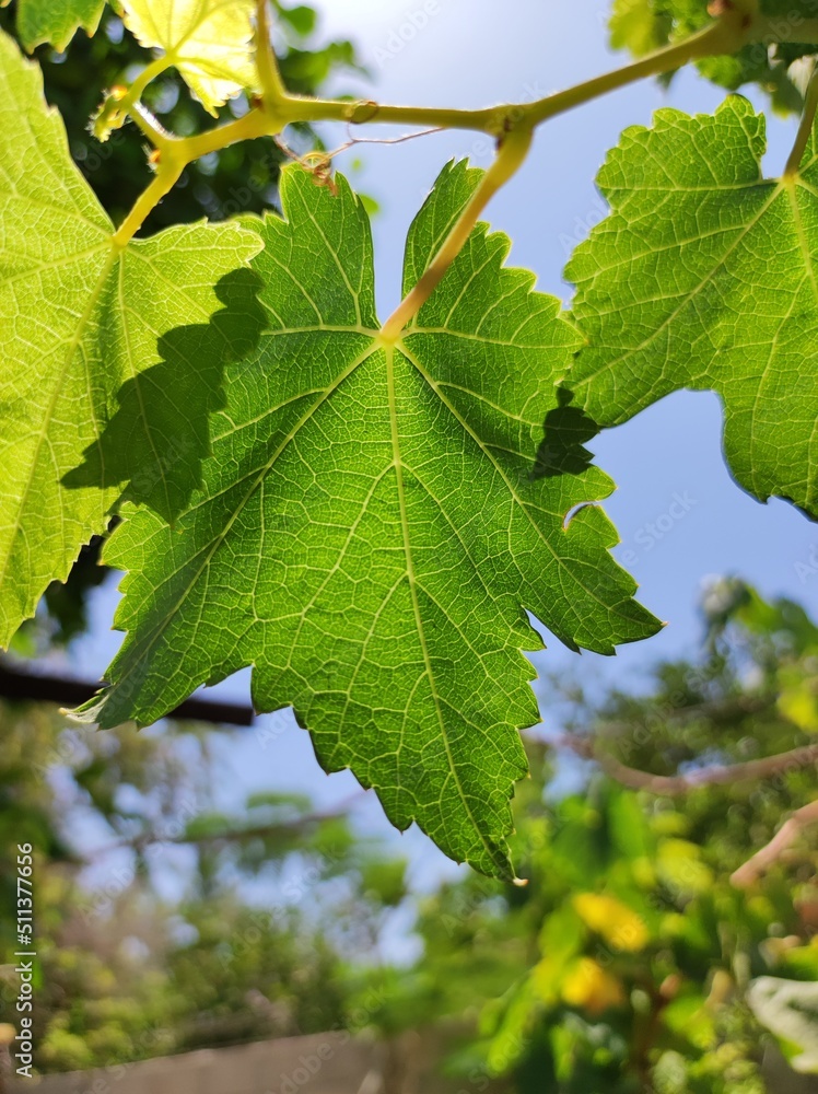 hoja de Parra de uva hoja de Parra de uva