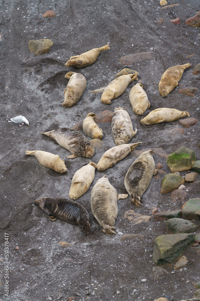 Seals Seals