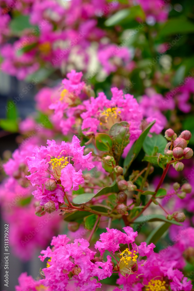 ピンクのサルスベリの花