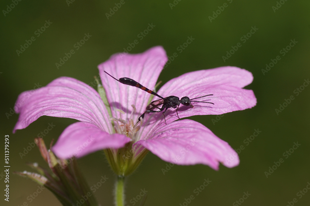 Closeup female wasp Gasteruption. Family Gasteruptiidae, subfamily Gasteruptiinae. On a flower of Geranium endressii. Family Geraniaceae. June, Netherlands Closeup female wasp Gasteruption. Family Gasteruptiidae, subfamily Gasteruptiinae. On a flower of Geranium endressii. Family Geraniaceae. June, Netherlands