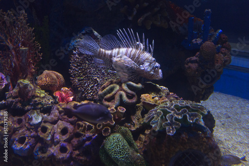 fish and corals in aquarium