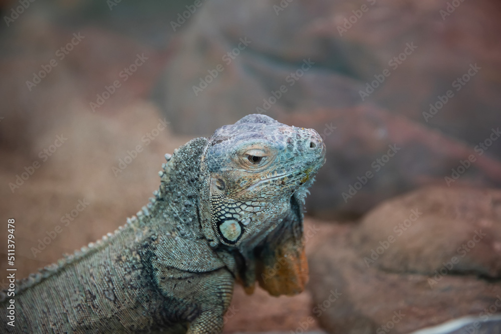 Fototapeta premium The iguana is sitting on the rocks.