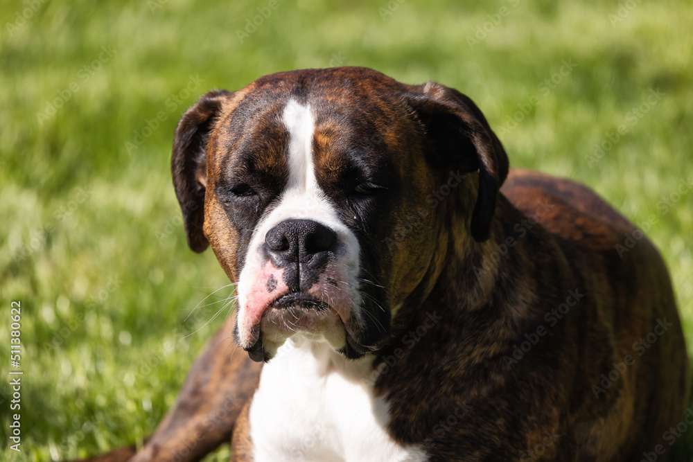 Adorable Boxer Dog relaxing on grass outside. Sunny day