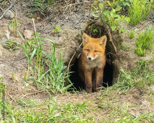 Fotografiet Red Fox Kit at the Den in Alaska