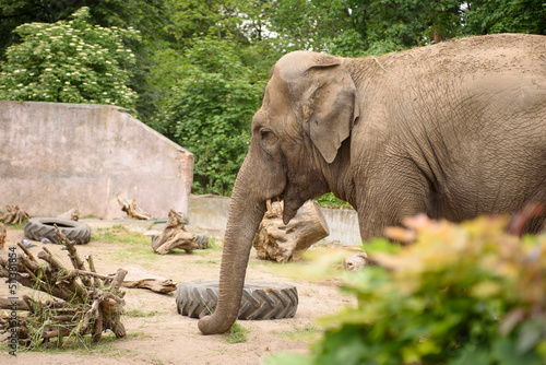 Canvas Print African elephants close up. Animals in an artificial habitat.