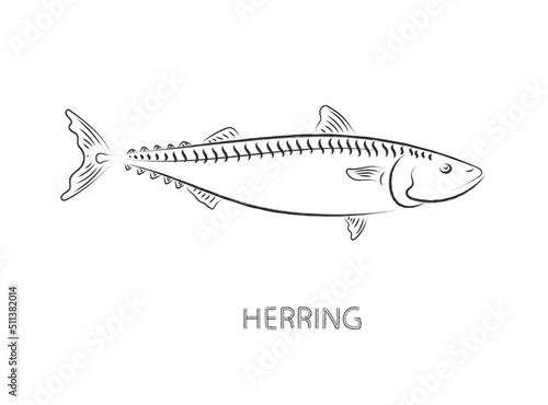 herring fish isolated vector illustration