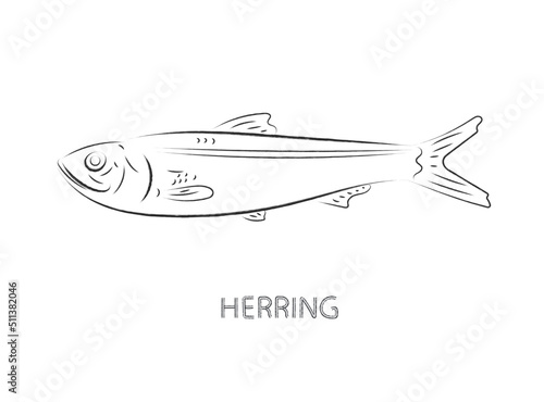 herring fish isolated vector illustration