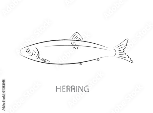 herring fish isolated vector illustration
