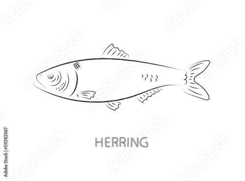 herring fish isolated vector illustration