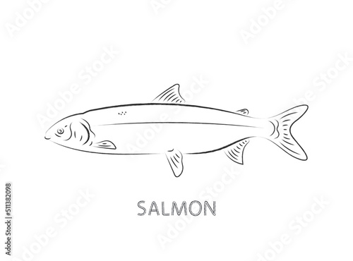 salmon fish isolated vector illustration