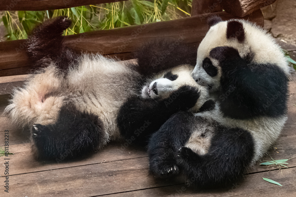 Fototapeta premium Giant pandas, bear pandas, two ten months babies playing together 