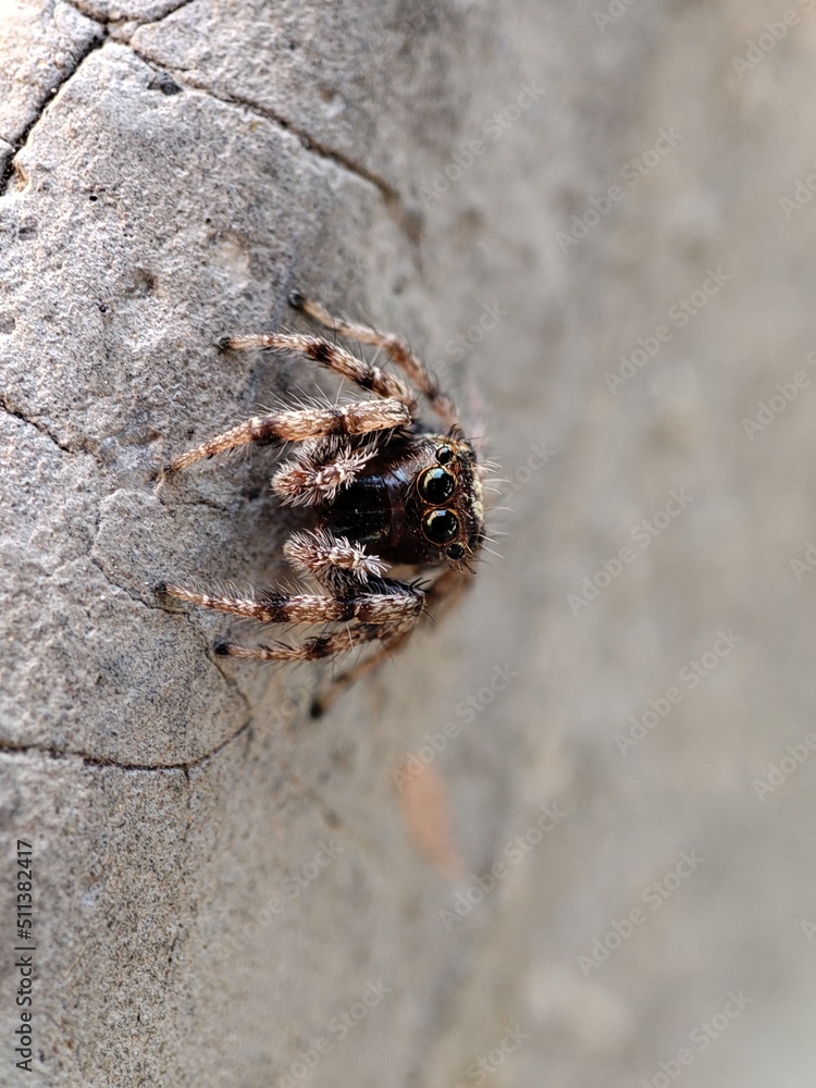 Obraz premium araña curiosa 