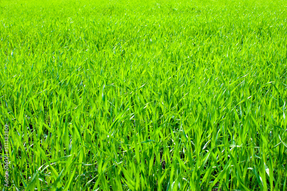 Young wheat plants growing on the soil, Amazingly beautiful endless fields of green wheat grass go far to the horizon. Young wheat plants growing on the soil, Amazingly beautiful endless fields of green wheat grass go far to the horizon.