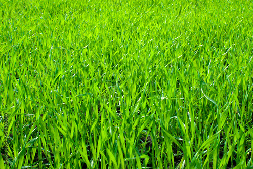 Young wheat plants growing on the soil, Amazingly beautiful endless fields of green wheat grass go far to the horizon.