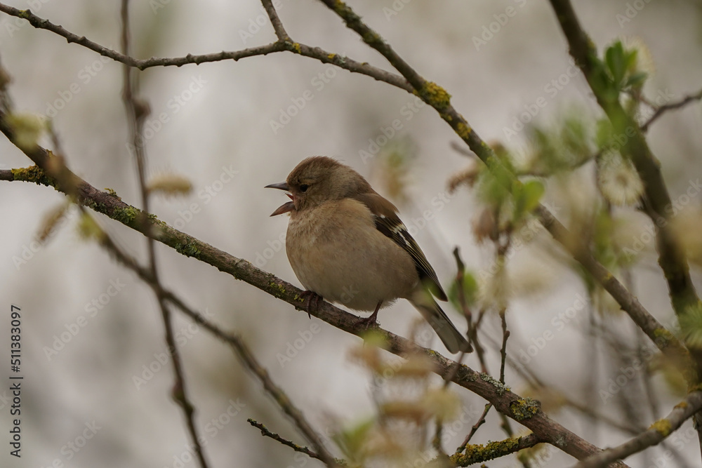 Fototapeta premium A female common chaffinch or simply the chaffinch (Fringilla coelebs)