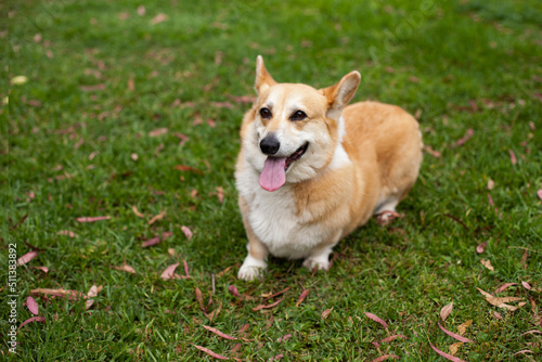 Happy smiling welsh corgi Pembroke dog on a walk with his owner the park with green grass, being funny and cute