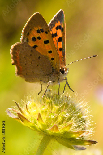 Small copper butterfly on flower