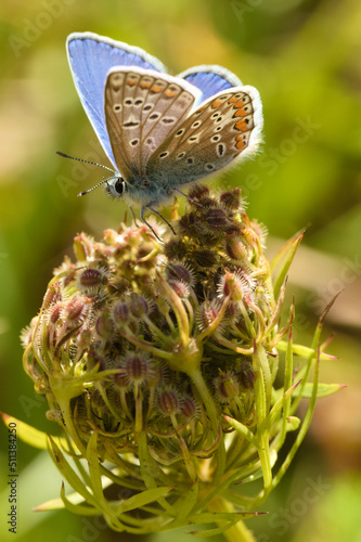 Argus butterfly on a flower