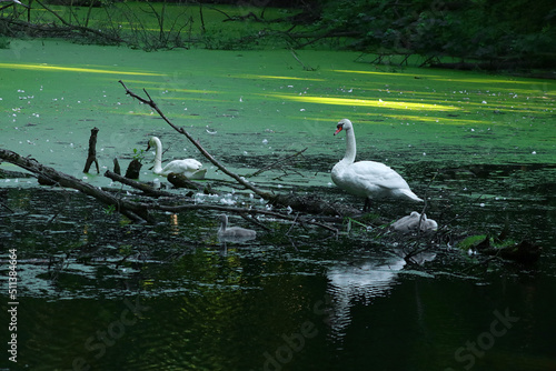 Beautiful family of swans on lake photo