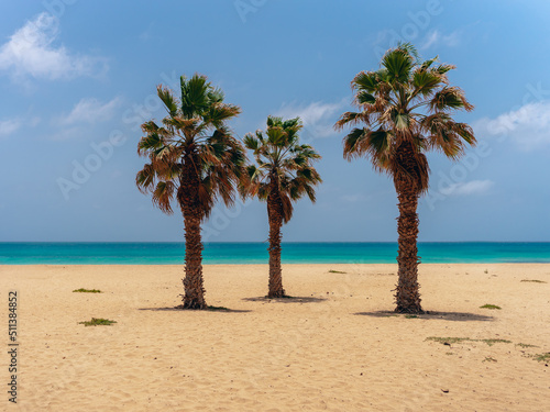 palm trees on the beach with crystal water behind