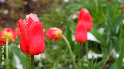 Flowers in the snow. Abnormal snowfall in the USA. Climate disturbance. Snow on flowers and grass grass.Frozen flowers