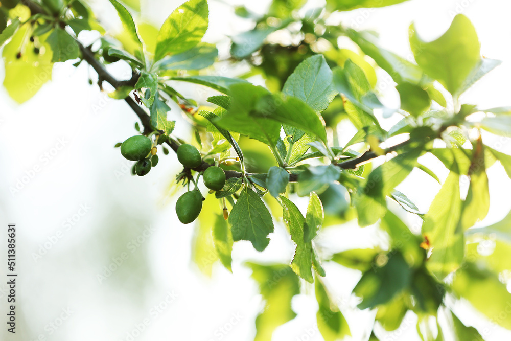 Obraz premium fresh green unripe plums on a branch of tree with sunlight. fruits garden in a spring sunny day. harvest