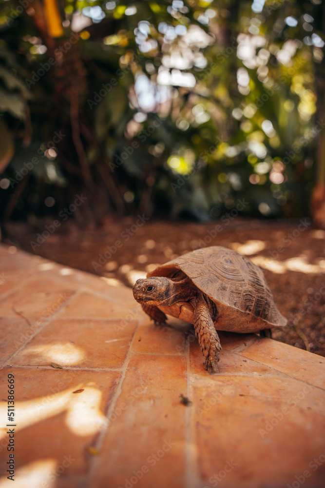Obraz premium red turtle walking in marrakech morocco