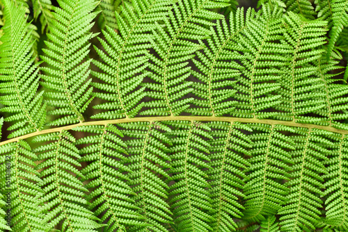 Close up of leaf of soft tree fern. Botanic name  Dicksonia Antarctica 