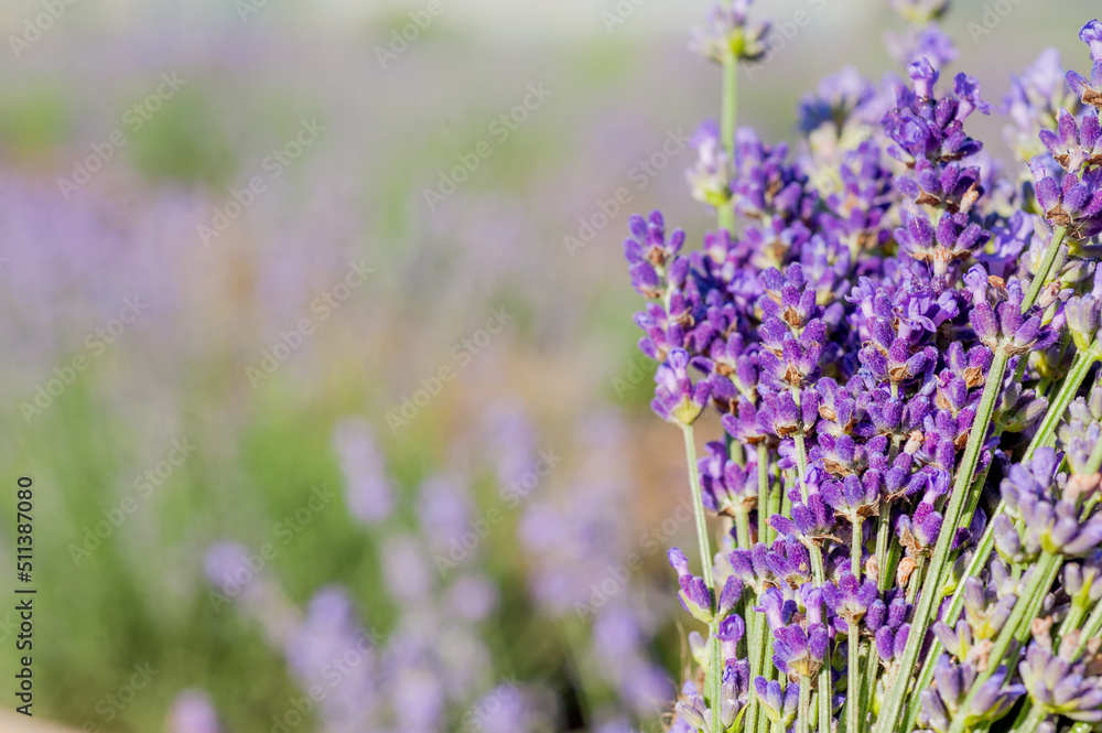 Obraz premium bouquet of lavender on a blurred field background, time of cutting and harvesting