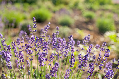 lavender field, flowers close up on blurred background