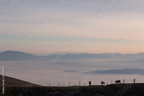 Cows pasturing on a mountain  above a sea of fog at sunset