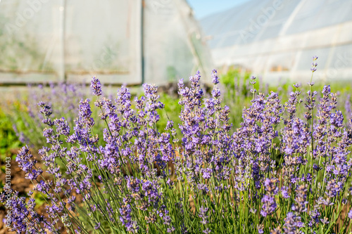 lavender field, flowers close up on blurred background of greenhouses