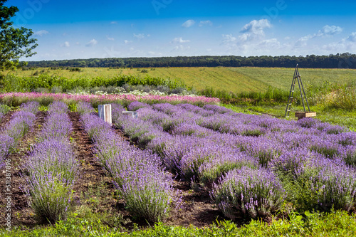 lavender field and agricultural behind, summer landscape