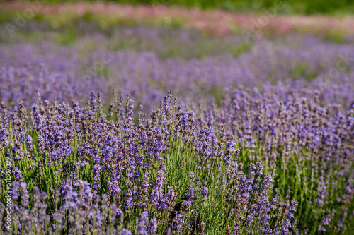 lavender field, flowers close up on blurred background of greenhouses