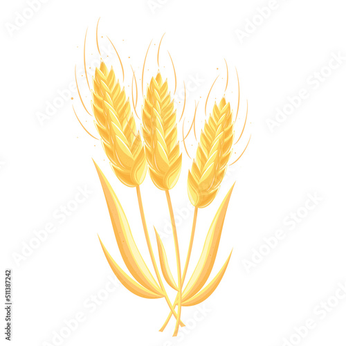 wheat ears isolated on white background, wheat, harvest, farm, wheat grain, harvest, cereal