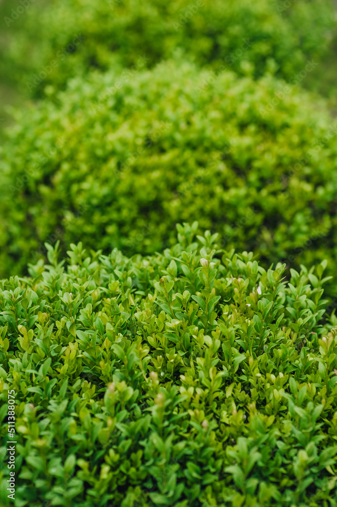 Beautiful background, close-up texture of green leaves, foliage of an evergreen boxwood bush. Photography of nature in the garden.