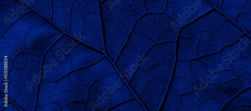 leaf structure  macro photo on tapete