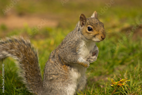 cute playful squirrel © lizascotty