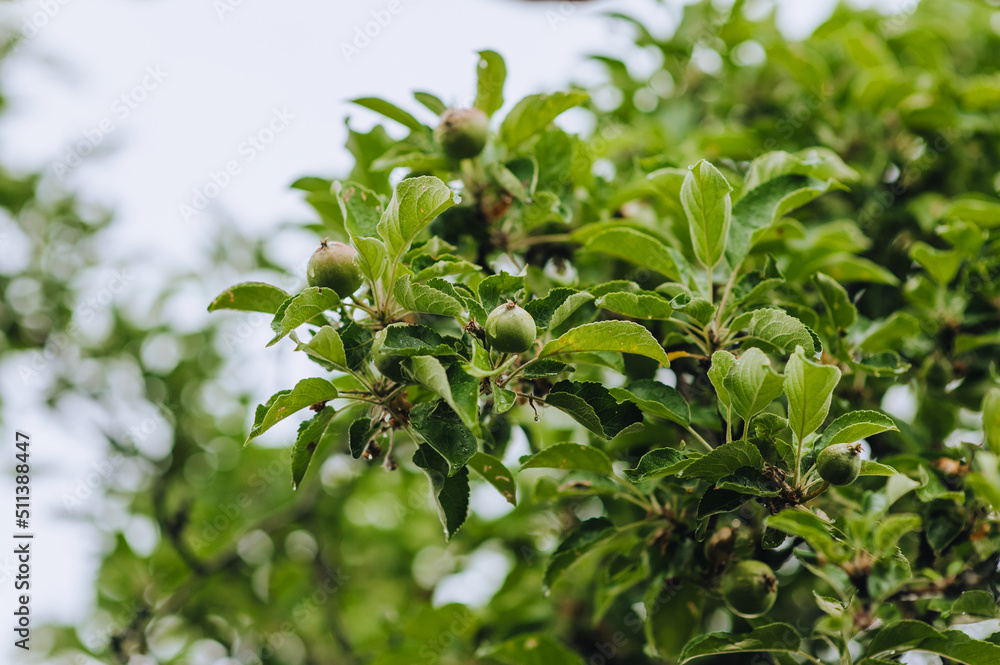 Green unripe small apples hang on a tree branch with leaves in the garden against the sky. Photography of nature, food. Green unripe small apples hang on a tree branch with leaves in the garden against the sky. Photography of nature, food.