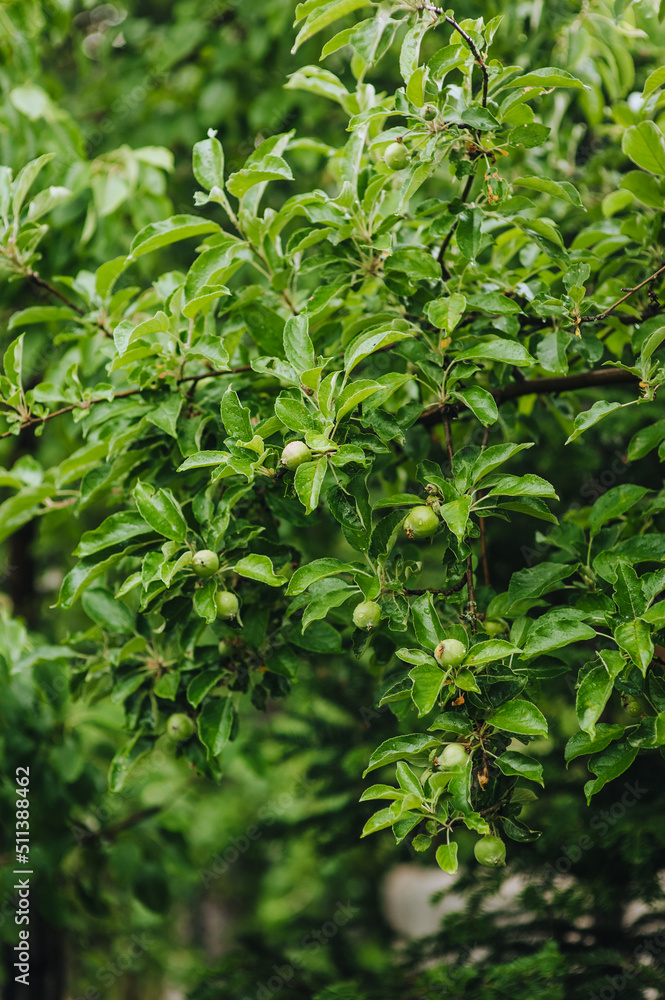 Green unripe small apples, fruits hang on a tree branch with leaves in the garden. Photography of nature, food. Green unripe small apples, fruits hang on a tree branch with leaves in the garden. Photography of nature, food.