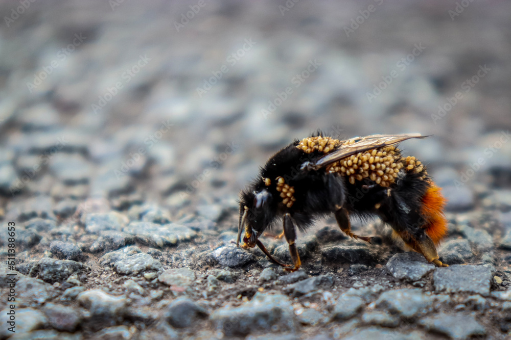 bee on the ground