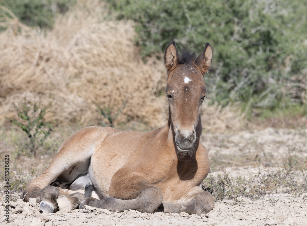 Wild Horse Foal in Spring in the Utah Desert Wild Horse Foal in Spring in the Utah Desert
